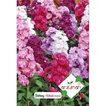 Şebboy Çiçeği Paketteki Tohum Sayısı 100 Adet N11651