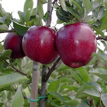 Tüplü Aşılı Koyu Kırmızı İri Meyveli Yarı Bodur Joremini Elma Fid