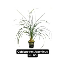 Ophiopogon Japonicus No:63