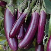 Doğal Long Purple Patlıcan Tohumu 50 Tohum 1 Paket