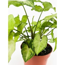 Videolu Alacalı Melek Kanadı 1 Adet Saksılı/ Tüplü 30-60cm Iç Mekan Salon Ofis Bitkisi Syngonium