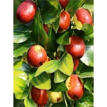Özel Hünnap Fidanı 80-110 Cm Saksılı Çiçekli Bodur Bitkiler Medlar