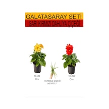 2'li Takım Seti Sarı- Kımrızı Dahliya Çiçeği+ Hediyelik Mini Kurdele Çiçeği