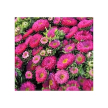 Pembe Kasımpatı Çiçeği Tohumu - 5 Tohum