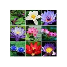 15 Adet Tohum Karışık Renkli Kutsal Lotus Çiçeği Tohumu Su Zambağı Nilüfer Çiçek Tohumu Sürpriz Hedi