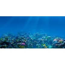 Kanki Pet KP1055209 Akvaryum Arka Fon Yapıştırma 105 CM