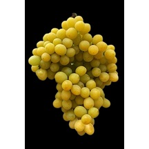 Sarmaşık Cins Üzüm Çekirdeksiz Tüplü 35-45cm
