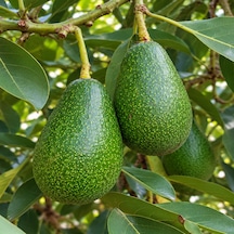 Avokado 24 Adet 250 Gr Üstü