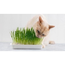 Kedi Çimi Tohumu 50 GRam Tohum Çim Tohumu + Saksı Toprak