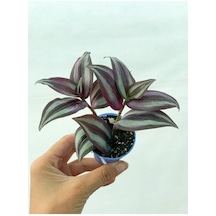 Bordo Telgraf Çiçeği 5.5 Cm Saksıda