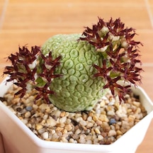 5 Adet Nadir Bulunan Pseudolithos Migiurtinus Pseudolithos Top Tropicals Plant Encyclopedia Kaktüs 01
