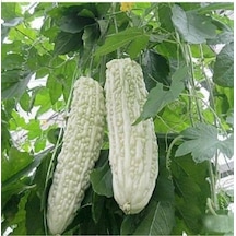 10 Adet White Large Bitter Kavun Tohumu