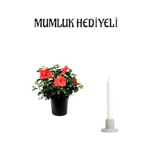 Kadınlar Gününe Özel Kırmızı Renk Japon Gülü Hibiscus Rosa Mumluk Hediyeli
