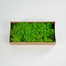 Trend Bahçe Reindeer Moss Spring Green Şoklanmış Norveç Yosunu 500 G