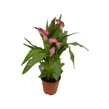 Gala Çiçeği Fidanı Pembe 10-20 Cm