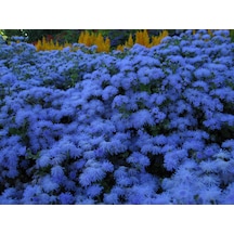 200+ Mavi Ageratum Blue Mink Tohumu N112391