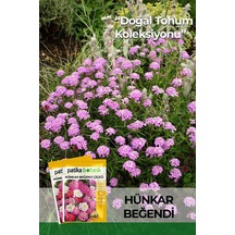 100 Adet Hünkar Beğendi Çiçeği Tohumu İberis Umbellata