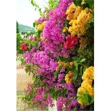 Bougainvillea Begonvil Fidanı, 40-60 Cm, Saksıda