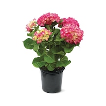 Ortanca – Hydrangea Macrophylla 20-40cm -Pembe