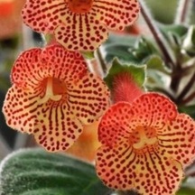 Özel Tür Citronella Kohleria Japon Küpelisi Çiçeği Fidesi 1 Fide
