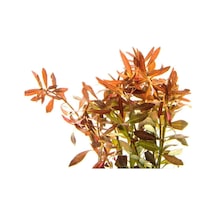 Ludwigia Brevipes 5 Dal Kolay Akvaryum Zemin Bitkisi Canlı Akvaryum Bitkisi