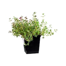 Saksı Baharat Kekik 150 G Taze Baharat - 4 Adet Tarı