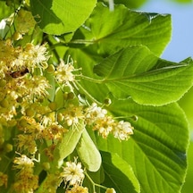 Hızlı Gelişen Soğuklara Dayanıklı Tilia Platyphyllos Avrupa Ihlamuru Fidanı