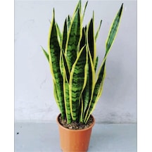 Sanseveria Kılıç Çiçeği Canlı Topraklı Bitki