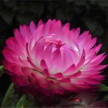 5 Adet Bright Rose Strawflower Tohumu