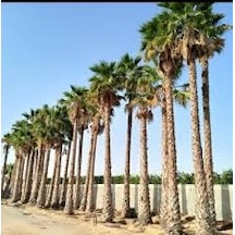 25 Adet Tohum Palmiye Ağacı Tohumu Washingtonia Filifera Süs Bitk