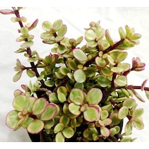 Portulacaria Afra Variegata - 10 Adet Sukulent - Teraryum Bitkisi