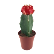 Gymnocalycium Mihanovichii 'Red' (Kaktüs) Ø5,5 CM Y0-10 CM