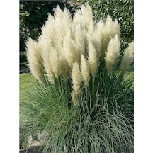 Beyaz Pampas Saz Çiçeği Fidanı 1 Adet Saksılı 60-80 Cm Bahçe Bitkisi Pampas Beyaz Pampas Saz Çiçeği Fidanı 1 Adet Saksılı 60-80 Cm Bahçe Bitkisi Pampas