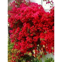 Videolu Kırmızı Begonvil Çiçeği 50-60cm 1 Adet Saksılı Çiçekli Bahçe Bitkisi Bougainvillea