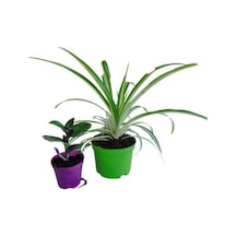 2'li Mini Set 1 Adet Telgarf+1 Adet Kurdele Çiçeği 5-10 Cm İç/dış Mekan Bitkileri