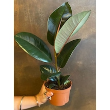 Mini Boy Kauçuk Fidanı 1 Adet Saksılı 20-45cm Salon Ofis Çiçeği Ficus Elastica