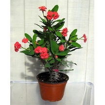 Videolu Kırmızı 1 Adet Milli Dikenler Tacı Çiçeği 15-30cm Saksılı Euphorbia
