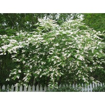 Ligustrum Sinense 5 Adet 100-120 Cm Çiçek Açan Çit Bitkisi