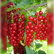 Radova Frenk Üzümü 30-50 Cm Tüplü