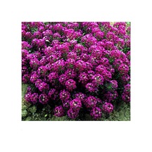 Alyssum Pembe Çiçekli Kokulu Çiçekler500+Tohum N114586