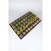 45 Adet Özel Tür Kaktüs 9 Arlı Set #2 Toptan 5.5 Cm Saksıda