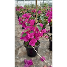 Sarmaşık Begonvil Çiçeği- Fuşya Renk Sarılıcı Begonvil - 40/50cm Bougainvillea