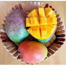 3 Yaş Aşılı Keitt Mango Fidanı.Torbada