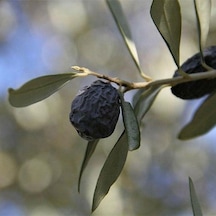 Tüplü Kırmalık Ve Yağlık Karaburun Hurma Zeytini Fidanı