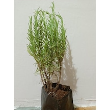 Saksılı Biberiye Fidesi Fidanı Rosmarinus Officinalis 1 Adet 10-20 Cm