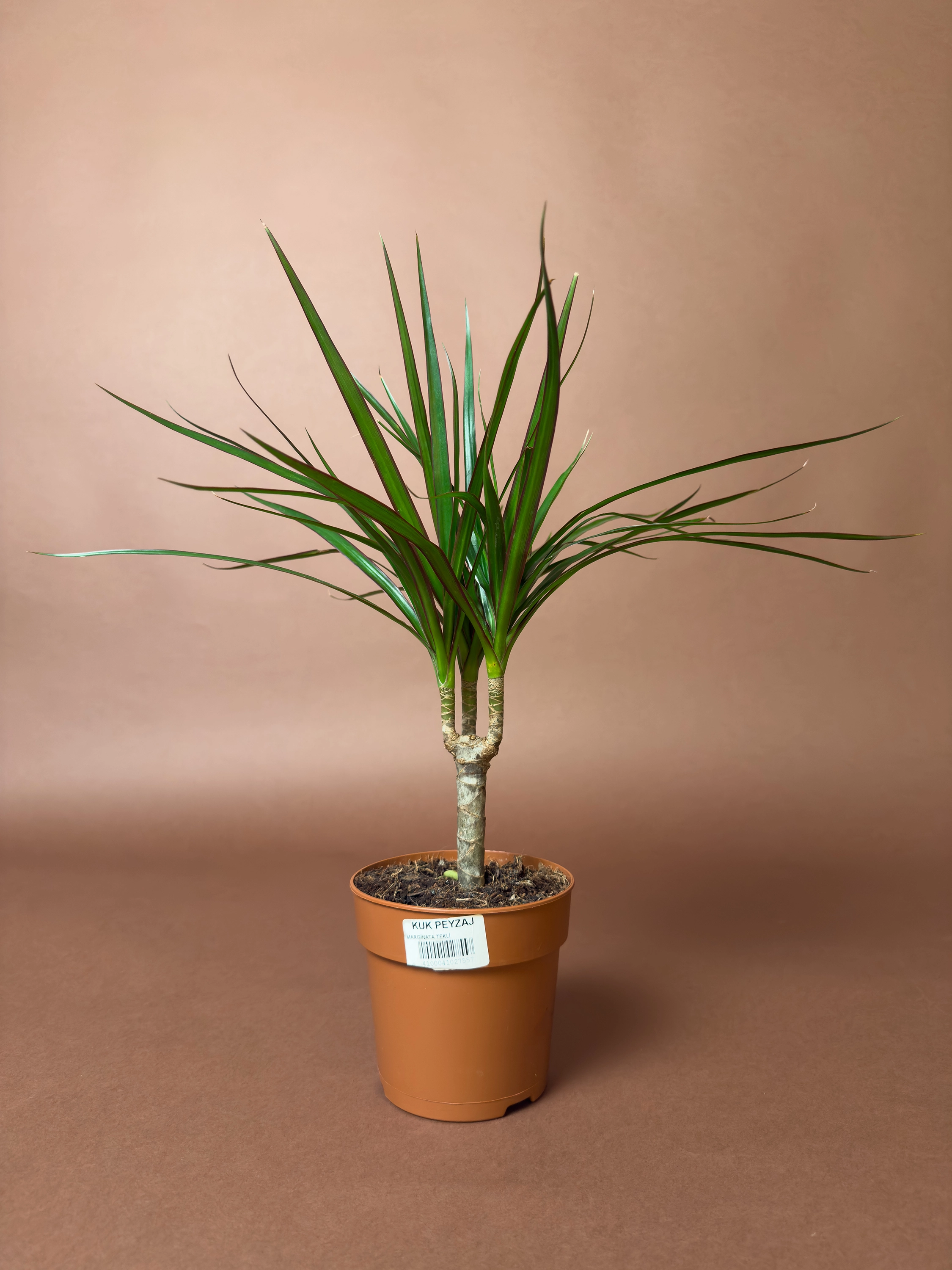Mini Dracaena Marginata 30 Cm Tek Gövdeli Kompakt Form