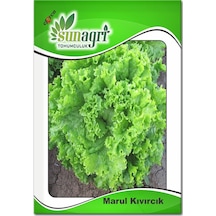 Kıvırcık Arapsaçı Marul Tohumu