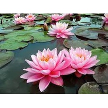 10 Adet Tohum Nadir Organik Pembe Lotus Su Çiçeği Tohumu