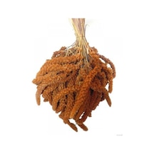 Doğal Dal Darı Kızıl Dal Darı Standart Boy 160 Gr