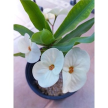 Beyaz Milli Dikenler Tacı 1 Adet Saksılı 15-40 Cm Salon Bitkisi Euphorbia